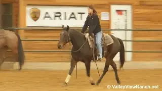 Black Hickory Olena - riding in indoor arena - Valley View Ranch