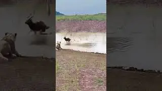 Against All Odds: Antelope Escapes After Dual Attack! | Animal Strength in Action