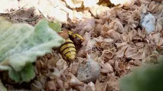 European beewolf (Philanthus triangulum) entering the nest