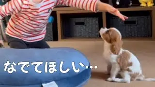 犬が苦手な小さな男の子に恋をした / 回顧録 #3 【北海道暮らし キャバリア 子犬】 - the puppy with first love