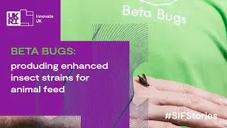 Beta Bugs - Making Better Insects #SIFStories