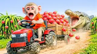 Baby Monkey&rsquo;s Dragon Fruit Harvest Turns CHAOTIC &ndash; Giant Crocodile Appears! - Monkey Farm Work