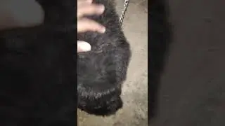 very very very active dog 7250437064(1)