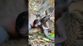 Lovely baby monkey #like #monkey #baby #comments #wild #love