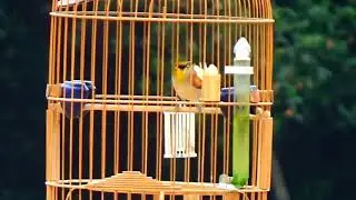 Training An Oriental White Eye Bird to Sing