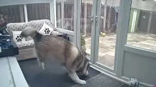 Jenson the Alaskan Malamute random burst of energy
