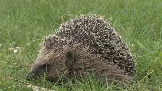 The European Hedgehog - The British Mammal Guide