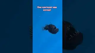 Они все знают, они умны #phonk #music #funk #edm #top #animals#dog #doglover#live#love#жизнь#нарезки