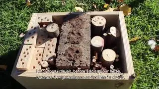 Backyard Species Discovery - How to make a native Bee Hotel