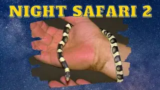 Critter ED TV Night Desert Safari 2!