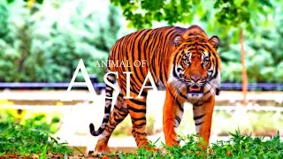 animals of Asia 4k s science wildlife  Film Science with Calming  Music  #animals #asia