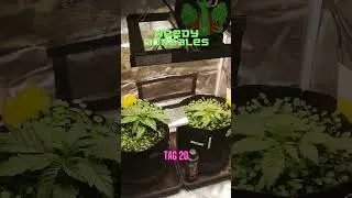 Topping Tag 20 im Mars Hydro FC1500 Evo! #livingsoil #covercrops #grow  #indoorplants