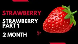 How to grow strawberry plant | strawberry plants | Growing Strawberries #strawberry #strawberryplant