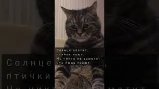 Слова над которыми надо задуматься. #рекомендации #music #sadness#cat #грустныйкот