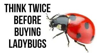 Think Twice Before Buying Ladybugs