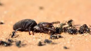 Camel spider vs ants