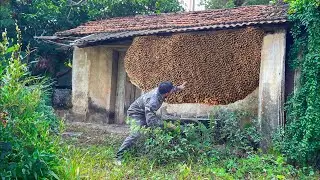 Giant Wild Honey Bees Harvest &ndash; 10 Years of Jungle Survival & Ancient Honey Hunting