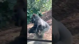 Gorilla bluff Charge #gorillas