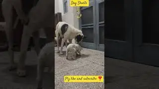 Funny#dogshorts#video#dogs#ytshorts#shorts#youtube#yt#ytindia#nonfollowers#followme#viral#comedy