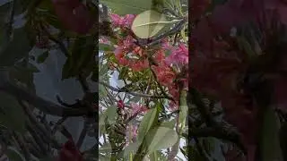 Plumeria heaven Darwin NT,Australia #frangipani #flowers #love  #viral #trending #shorts #song