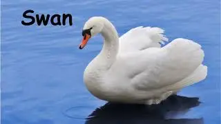 Best learn bird names with pictures| fun learning for kids, preschoolers & nursery #kidslearning