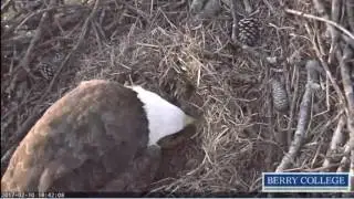 Berry College Eagles - IR Pip View - 02/10/2017