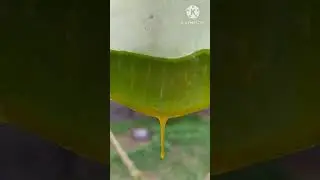 Aloevera Gel Extraction | taking out aloe vera gel #shots #ytshorts #aloevera #gel