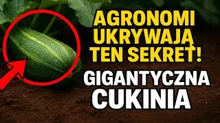 Agronomi ukrywają TEN sekret! Jak wyhodować gigantyczną cukinię, poświęcając niemal cały plon?