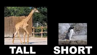 Animal Opposites Movement - Video 1