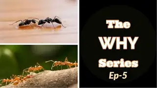 The WHY? Series|episode-5|why black ants don't bite while red ants bite?| EPV | தமிழ் |