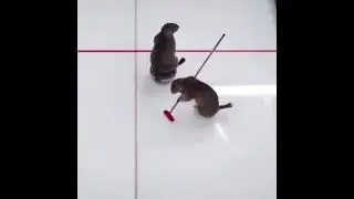 Marmots go curling