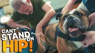 Can't Stand on Back Leg ~ Victorian Bulldog Bosco's Chiropractic Session with the Animal Cracker!