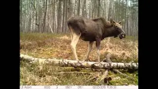 Chernobyl wildlife trap cameras (Site 2 May15)