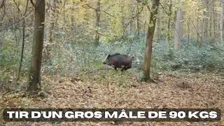 Chasse en battue - Des sangliers en pagaille !