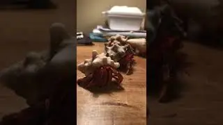Strawberry Hermit Crabs (Coenobita perlatus)