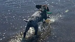 Dolly in the Water. Run Jump Shoot Wirehaired Pointing Griffons