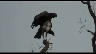 KING VULTURE young (SARCORAMPHUS PAPA), URUBU-REI, Scavengers, Recyclers of dead animals.