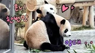 루이에게 쭈쭈 달라 떼쓰는 후잉😅😁😄후야는 온니가 너무 좋아💕귀여운 엄빠까지 바오패밀리의 사랑스러운 하🌸🍀💕25.12.30