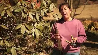 How to Prune an Old, Leggy Rhododendron