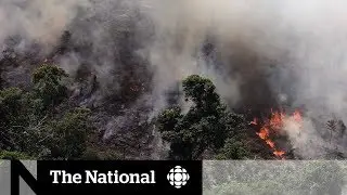 Amazon rainforest scorched by record number of wildfires