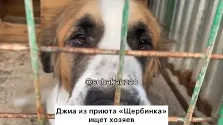 Джиа была найдена истощенной и обезвоженной вес 30 кг. вместо 60&hellip;Проект Собака Юзао