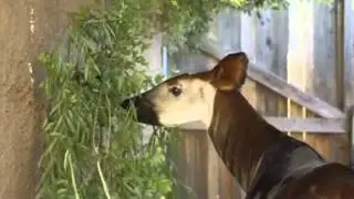 San Diego Zoo welcomes newborn Okapi calf