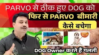 A dog that has recovered from PARVO is again infected with PARVO. How can a dog survive parvo?