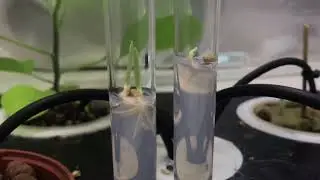 Barley Time-Lapse (GWN)