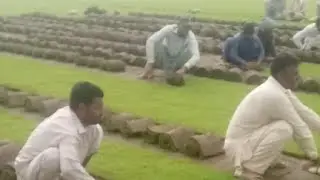 Korean  Grass cropping #koreangrass #carpetgrass #farming #landscapegrass #grasscare