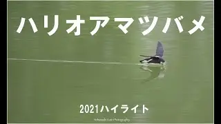 ハリオアマツバメ　                            White-throated needletail swift　2021　4K Sony &alpha;7S3