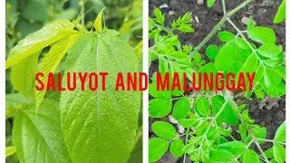 ALL ABOUT SALUYOT AND MALUNGGAY #plants #nature #vegetables 