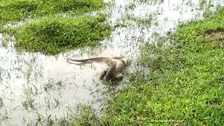 Two iguana fighting scene