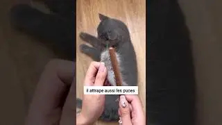 Une brosse anti puce pour chat indispensable ! #chat #chaton #testproduit #pourtoi #cadeaux #brosse
