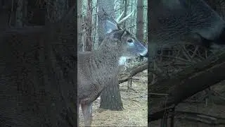 Young Whitetail BUCK Captured on Trail Cam | Ottawa, Ontario #trailcam #gamecam